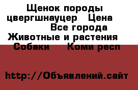 Щенок породы  цвергшнауцер › Цена ­ 30 000 - Все города Животные и растения » Собаки   . Коми респ.